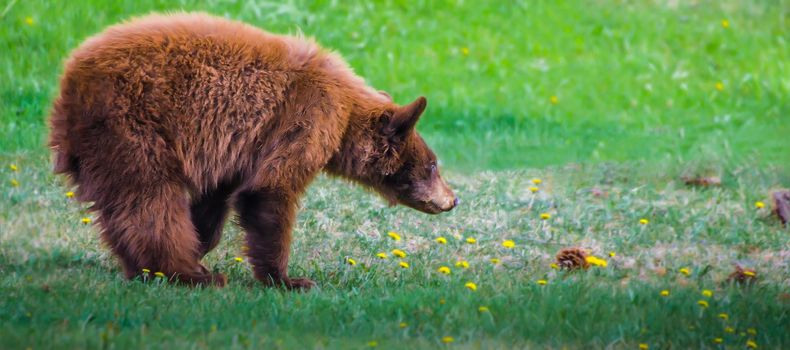 Cinnamon Colored Brown Bear Cub sniffing the dandelion with selective focus on the bear