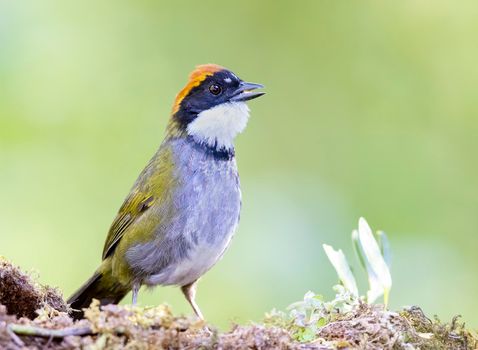 Chestnut Capped Brush Finch perched on a log in Costa Rica