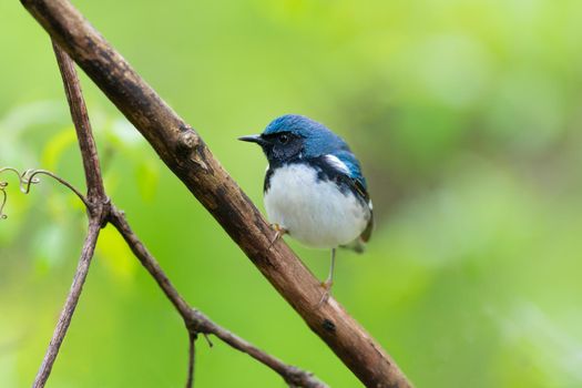 Black throated Blue Warbler singing to its mate in Magee Marsh Ohio