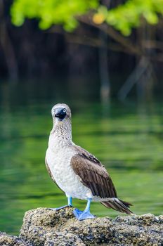 Blue footed booby startled by humans in Galapagos