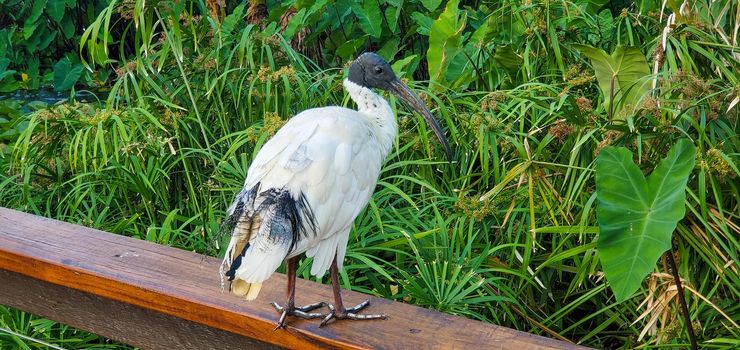 Australian White Ibis predominantly white plumage with a bare, black head, long downcurved bill and black legs