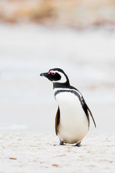 Gentoo Penguin walking on the Beach. Falkland Islands.