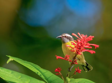 The Bananaquit, Coereba flaveola is sitting on a red flower in Puerto Rico