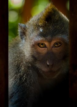Photo of Balinese long-tailed monkeys in Bali Indonesia with selective focus on the monkey