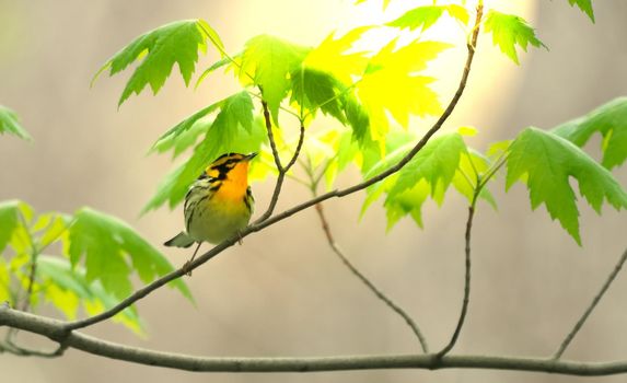 Photo of Blackburnian Warbler singing to its mate in Magee Marsh Ohio with selective focus on the bird