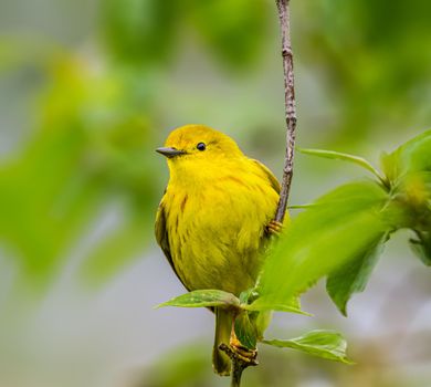 American Yellow Warbler perched on a branch in Magee Marsh, Ohio