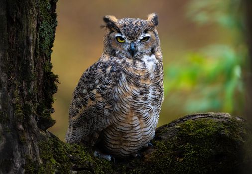 Great Horned Owl in the woods of Alaska