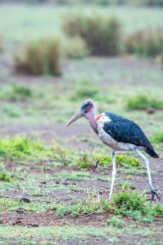 Marabou Stork taking a stroll in the serengeti