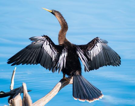 Anhinga spreading its wings and sun bathing, Florida