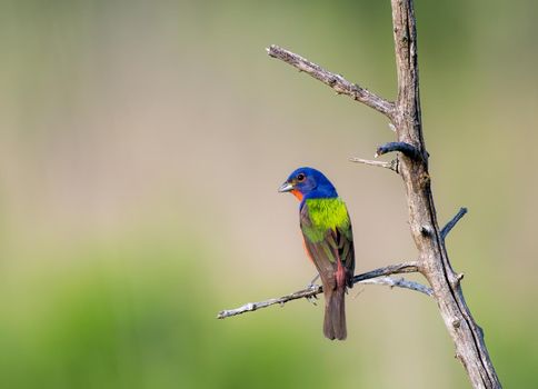 Painted Bunting are medium-sized finchlike birds with stubby, thick, seed-eating bills