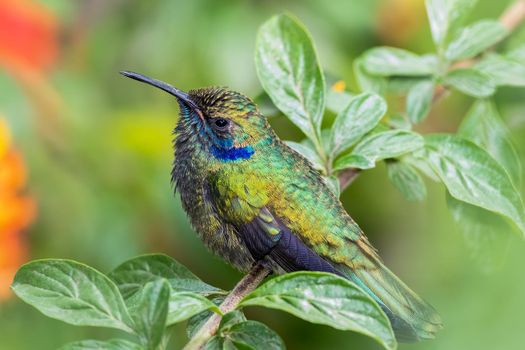 Mexican Violetear Hummingbirds perched on a tree in El Salvador