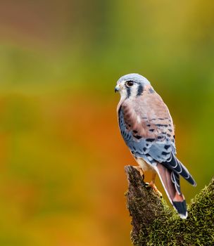 American Kestrel perched on a dead tree during fall