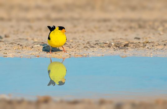 Goldfinch drinking water from a puddle