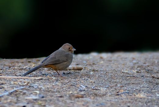 California Towhee foraging on the ground