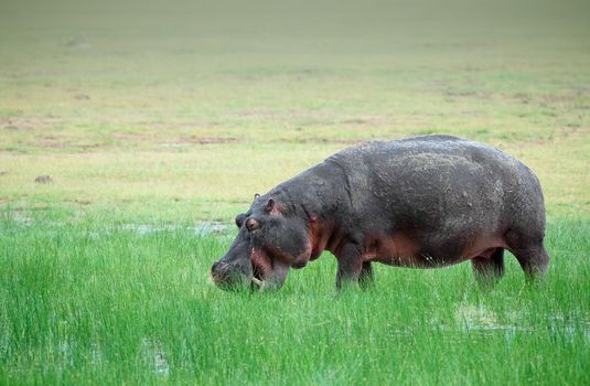 Hippo grazing on grass in the Serengeti in Africa