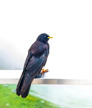 Alpine Chough in Swiss Alps during an early foggy morning