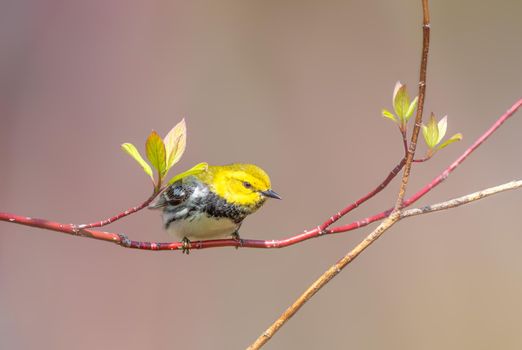 Black-throated green warbler on a tree