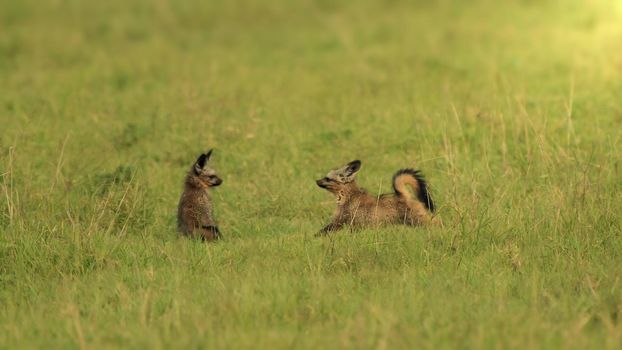 Photo of Bat eared fox kits having a play session in the summer with selective focus on the kits