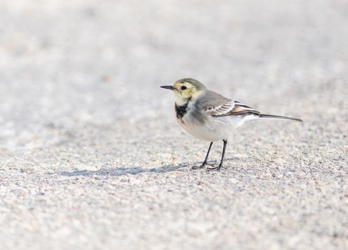 White Wagtail on the ground in Greece