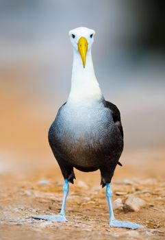 Waved Albatross is the largest bird in Galapagos with a wingspan of up to two and a half metres