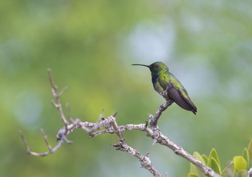 Puerto Rican Mango hummingbird perched