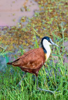 African Jacana in the weeds in Africa