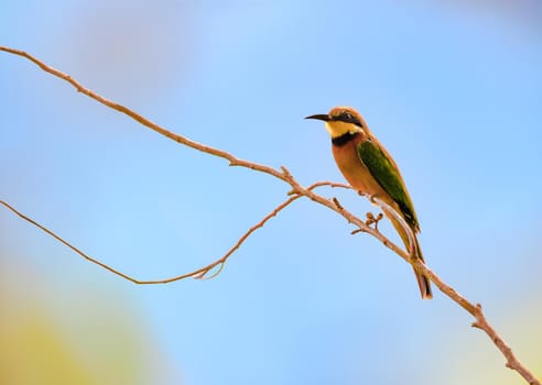 Cinnamon-chested bee-eater is one of the 27 bee-eaters species found around the world.