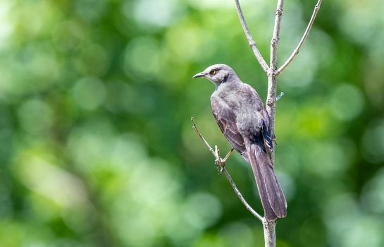 Northern Mockingbird on a tree in Arkansas