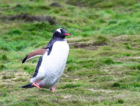 Gentoo Penguin on the medows of South Georgia