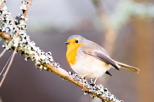 European Robin on a tree