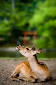 Sika Deer also known as the spotted deer or the Japanese deer