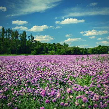 Landscape with purple chives flowers. Summer sunny day with sun, blue sky and colorful nature background.