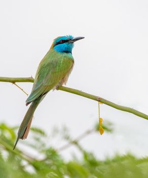 Arabian Green Bee Eater sitting on a tree in Jordan