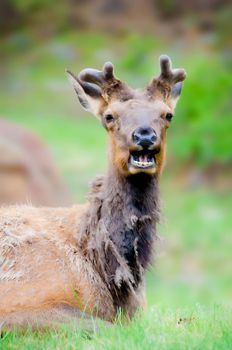 Photo of Elk in Alaska molting and feeling very crabby with selective focus on the animal
