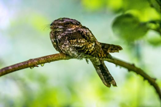 Photo of Whip-poor Will resting with selective focus on the bird