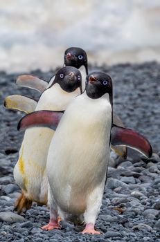Adelie penguin train in Antarctica