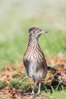 Greater Roadrunner posing for a picture- in Texas, USA