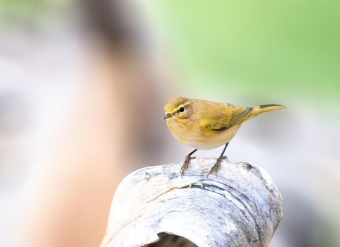 The common chiffchaff perched on a branch