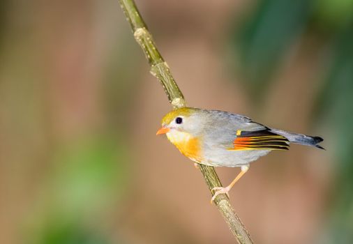 Red Billed Leiothrix on a branch