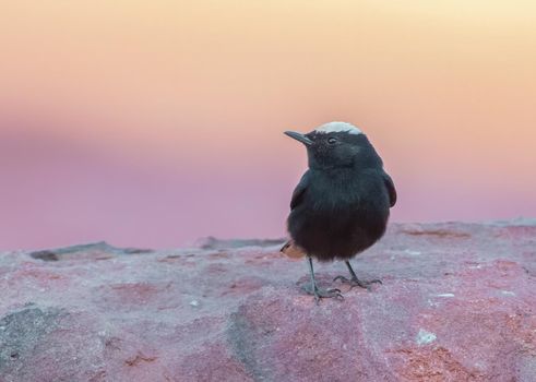 White Crowned Wheatear at sunset in Wadi Rum in Jordan