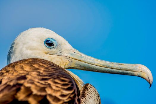 Portrait of a Magnificent Frigatebird