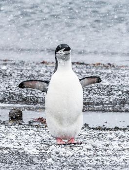 Chinstrap penguin enjoying the snowfall on Halfmoon Island in Antarctica