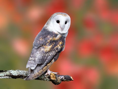 Barn Owl posing for a picture during the fall season in Michigan