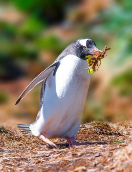 Photo of Gentoo Penguin native to sub-Antarctic islands where chilly temperatures allow for ideal breeding, foraging and nesting conditions. with selective focus on the bird