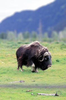 Photo of Musk Ox are herd animals, and groups of two or three dozen animals are sometimes led by a single female with selective focus on the animal