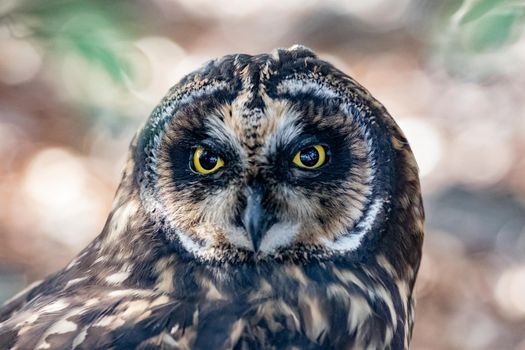 Galapagos Short Eared Owl at ground level