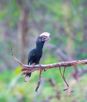 Male Silvery Cheeked Hornbill on a tree