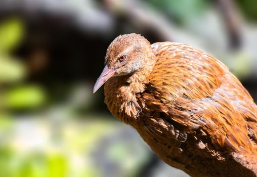 Weka bird basking in the sun