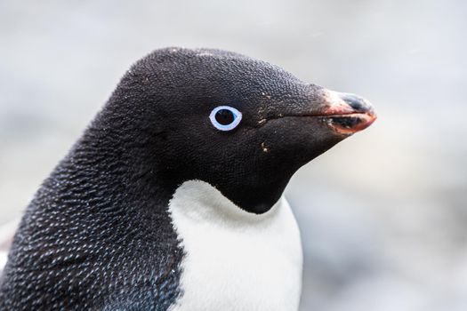 Adelie Penguin just chillin on an iceberg