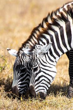 Photo of Twin Zebras with selective focus on the Zebra in the front